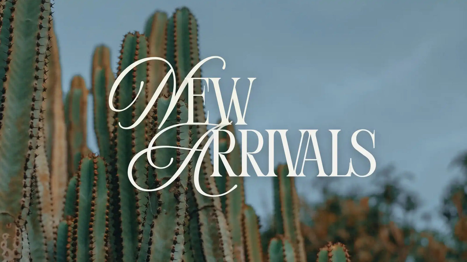A ’NEW ARRIVALS’ sign on a cactus plant.