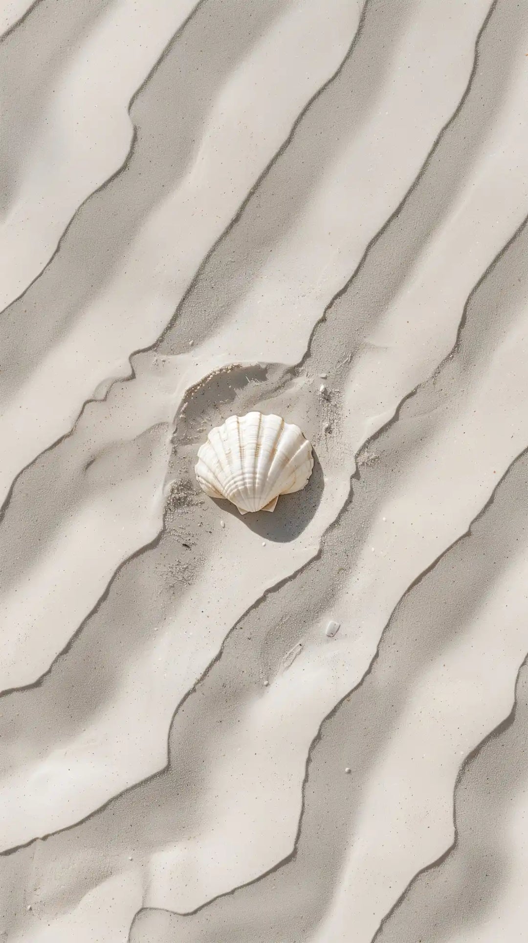 Seashell nestled in rippled sand.